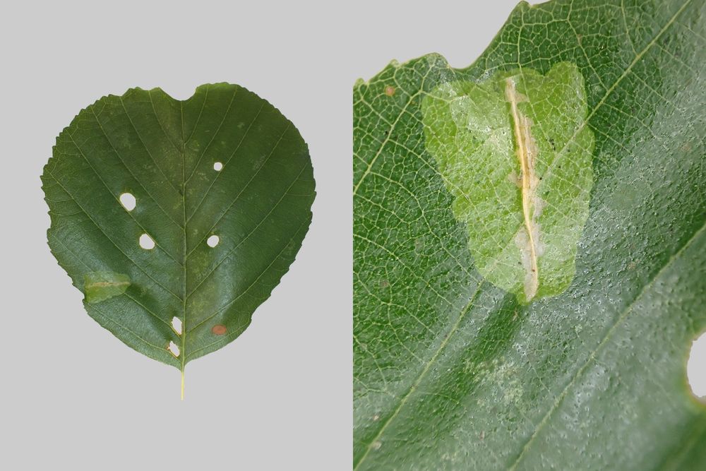 Phyllonorycter stettinensis on Alder (Alnus glutinosa). Blaby, Leics. (UK) 09/08/2025.