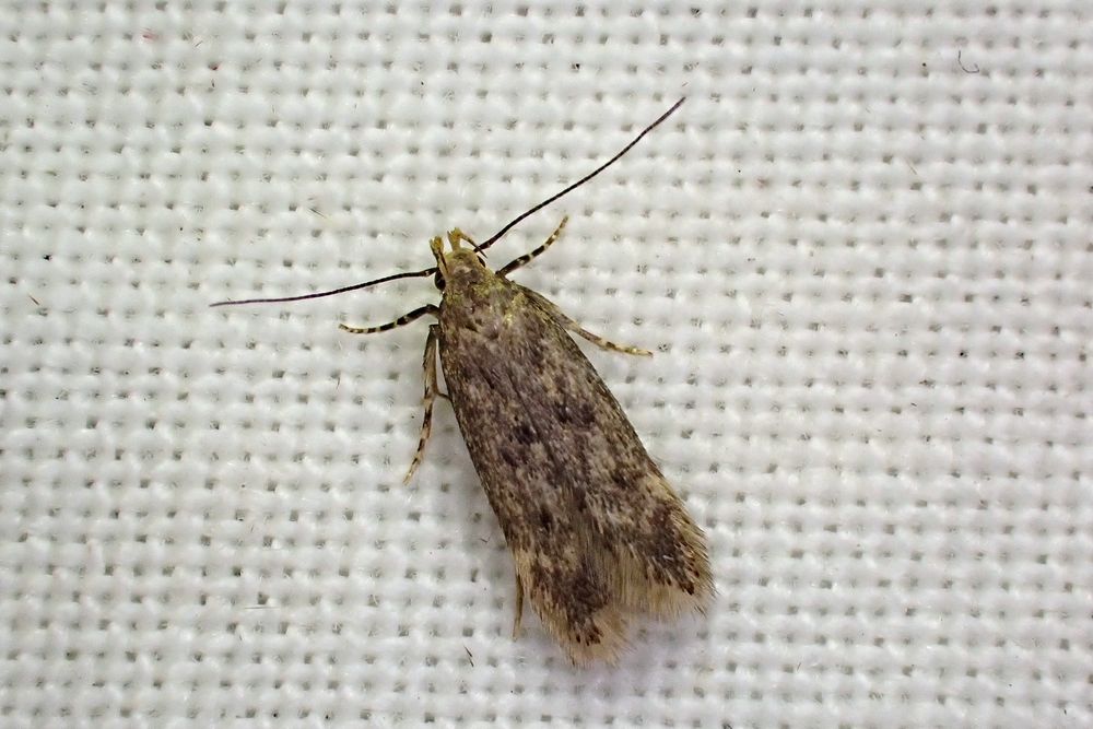Bryotropha senectella (gen. det.). Whetstone, Leics. (UK) 13/07/2025. NFG.