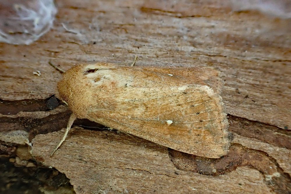 White-point (Mythimna albipuncta). Whetstone, Leics. (UK) 06/08/2025. NFY.