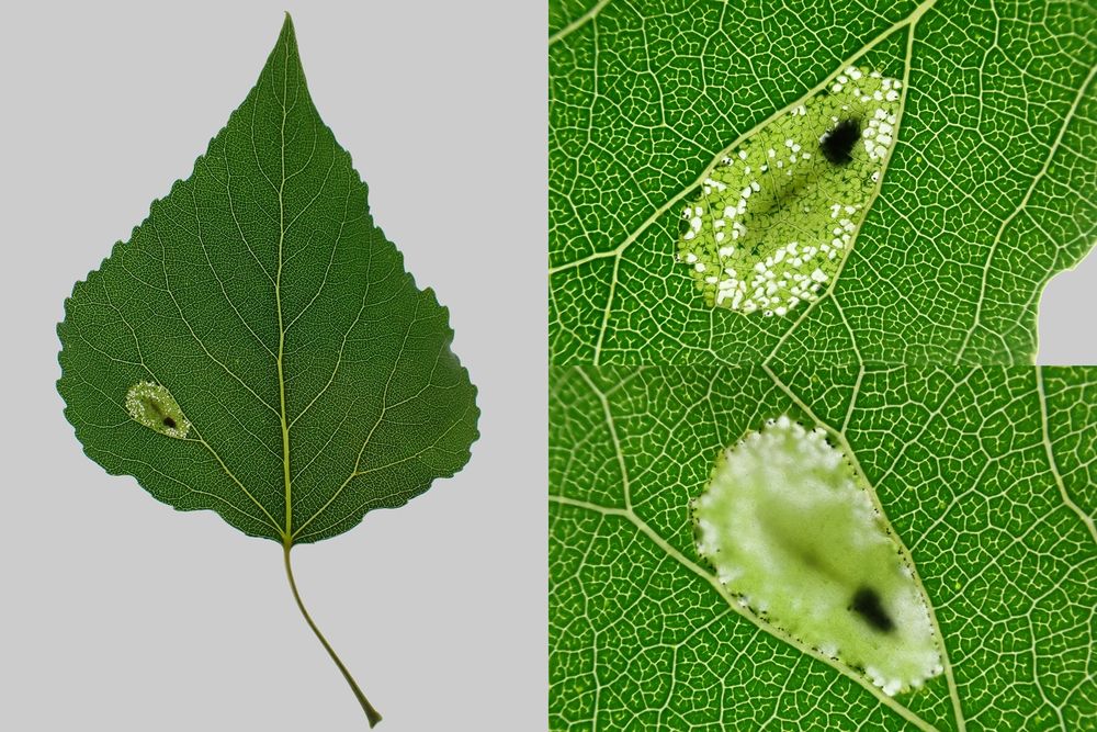 [Presumed] Phyllonorycter comparella on Populus. The actual host species is not clear as seem too large/big leaved for hybrid Black Poplar, but certainly not White, Grey, Aspen or Lombardy Poplar. Appears to be tenanted so should be able to confirm. Blaby, Leics. (UK) 09/08/2025.