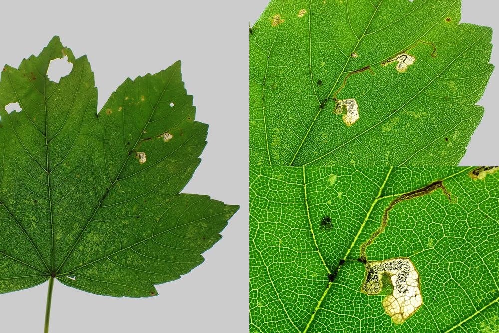 Stigmella speciosa on Sycamore (Acer pseudoplatanus). Blaby, Leics. (UK) 09/08/2025.