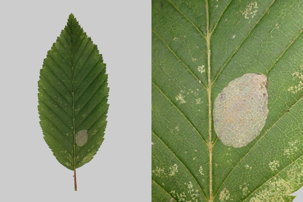 Phyllonorycter esperella on Hornbeam (Carpinus betulus). Blaby, Leics. (UK) 09/08/2025.