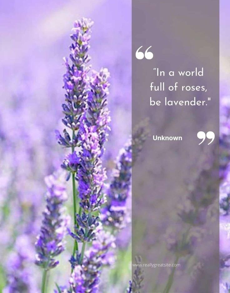 In a world full of Roses be lavender ~ 🪻