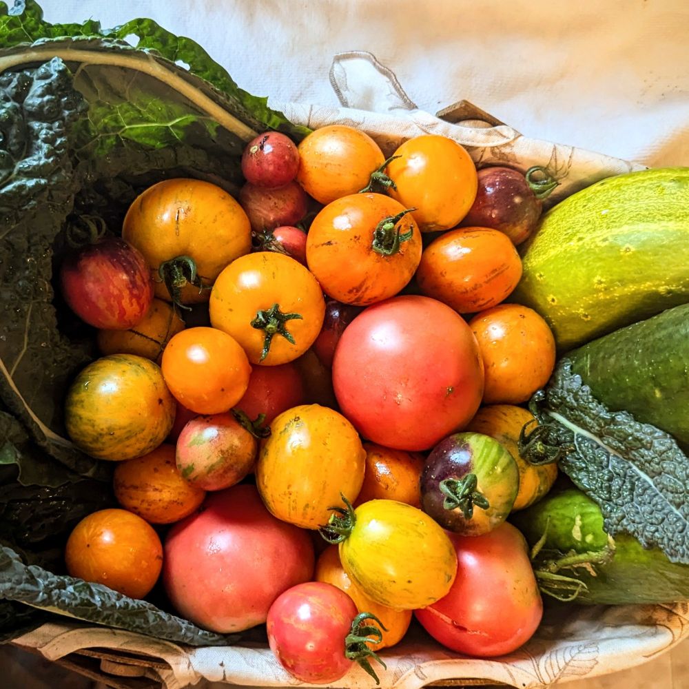 A basket with handfuls of tomatoes, three large cucumbers, and lots of dark, leafy kale.