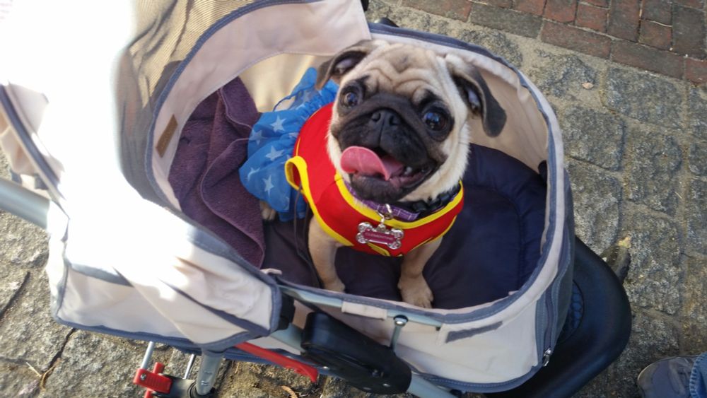 This is baby Clementine, a fawn pug with a perfect black wrinkly-face sitting in a pet stroller wearing a Wonder Woman Halloween costume.