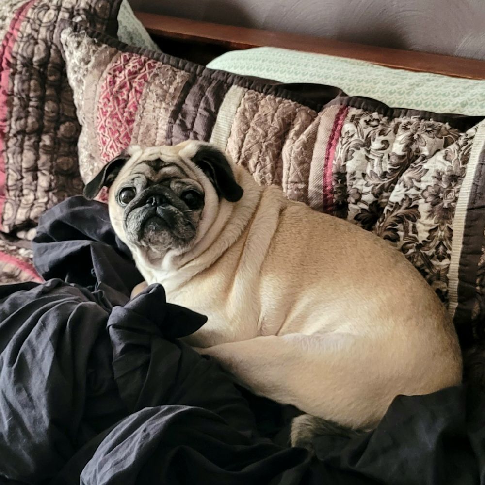 A pug princess lounging on a mound of clean sheets.