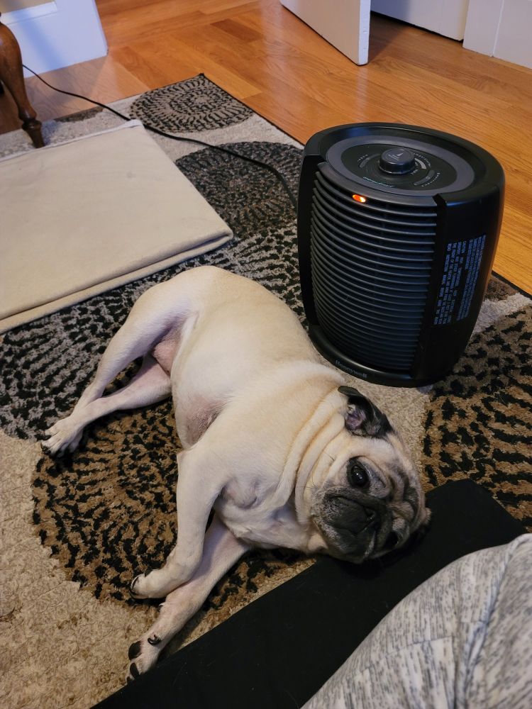 Here Clementine lays on her side in front of the space heater, using the edge of my meditation cushion as a pillow.
