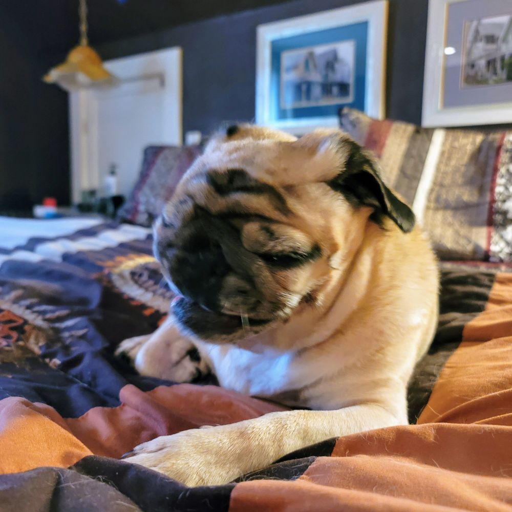 Clementine the fawn pug making a funny face after a big yawn. Looks like she smelled something stinky.