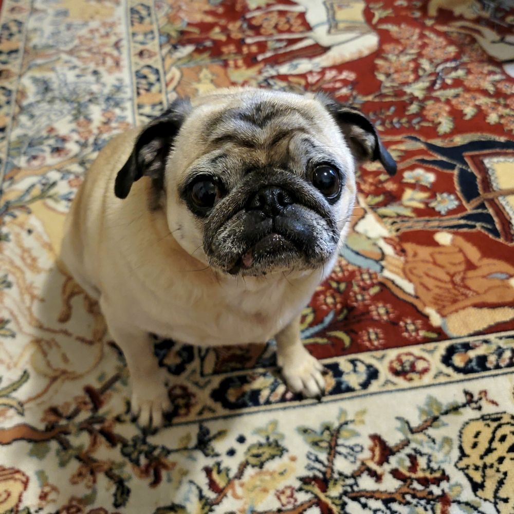 A photo of Clementine the perfect pug looking at me with an interested and slightly demanding expression.