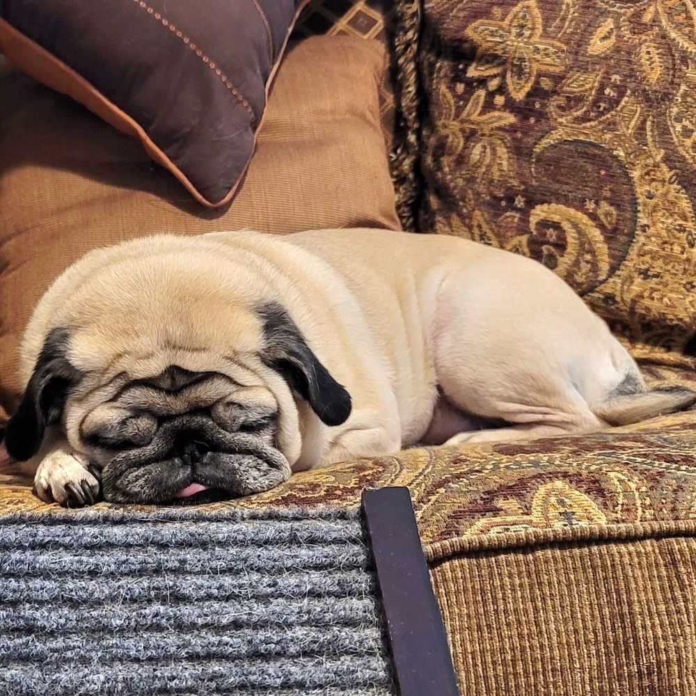 Clementine sleeps on the couch, with her smooshy face more smooshy than usual. Her blep is tiny but mighty.