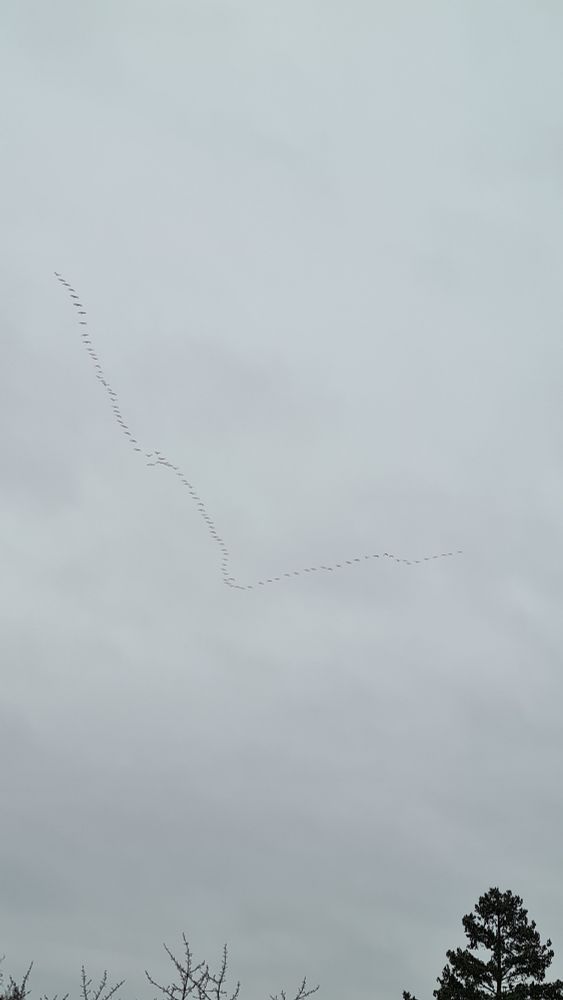 Ein Foto von einer Gruppe Kraniche in der Luft.