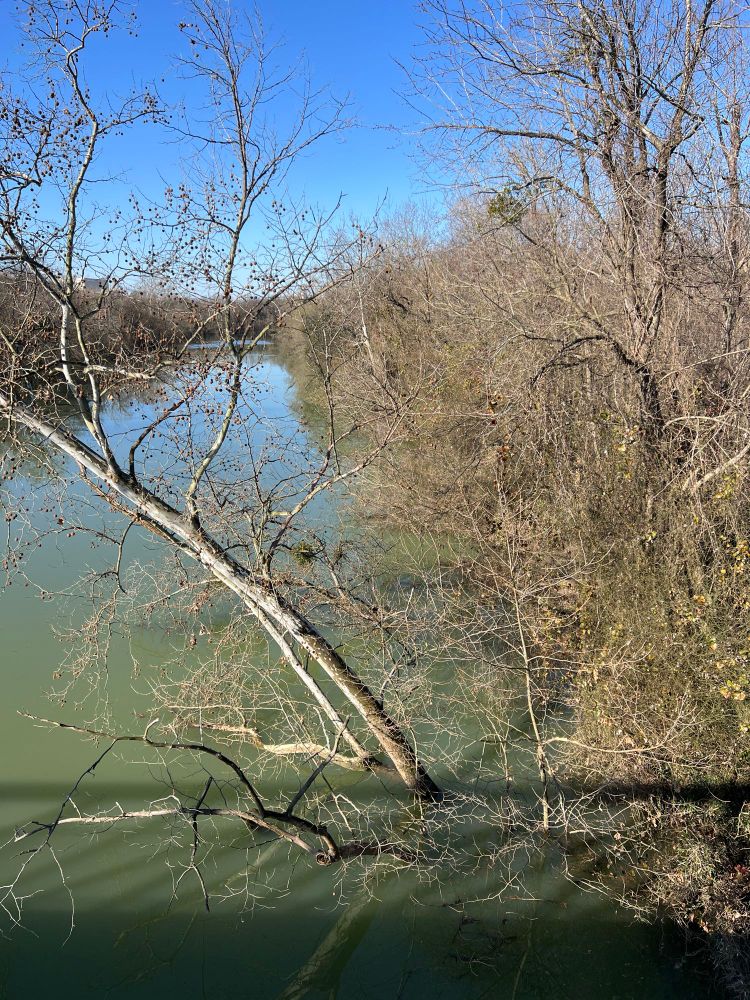 Tops of leafless winter trees peak up through a river tributary.