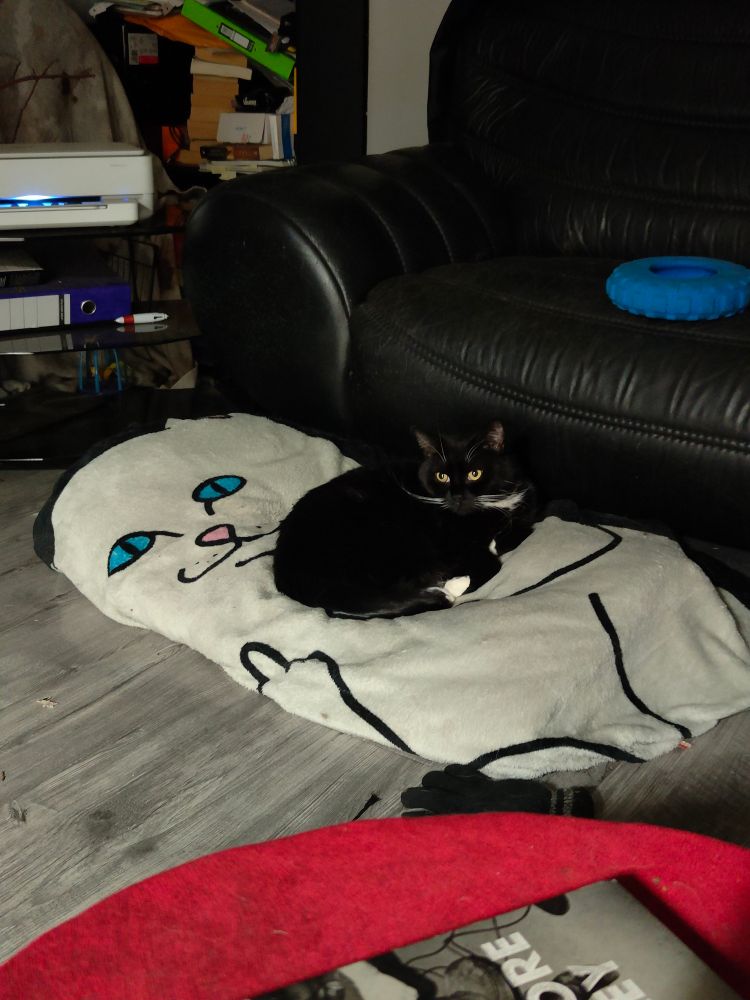 A black cat with white feet and yellow eyes relaxing on a blanket which has a cartoon cat givi g the middle finger) 