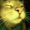Close up of cat face, raving.