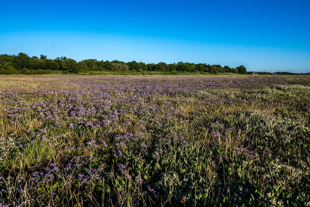 Sea Lavender on the saltmarshes near Calshot