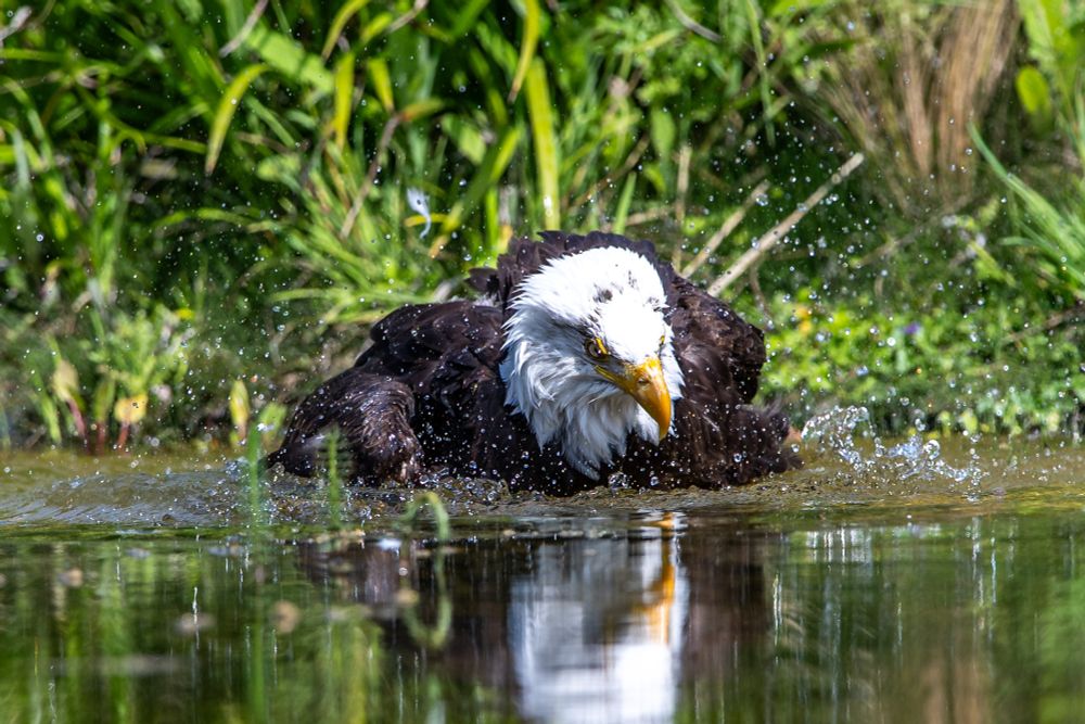 Orion, a Bald Eagle, taking a bath