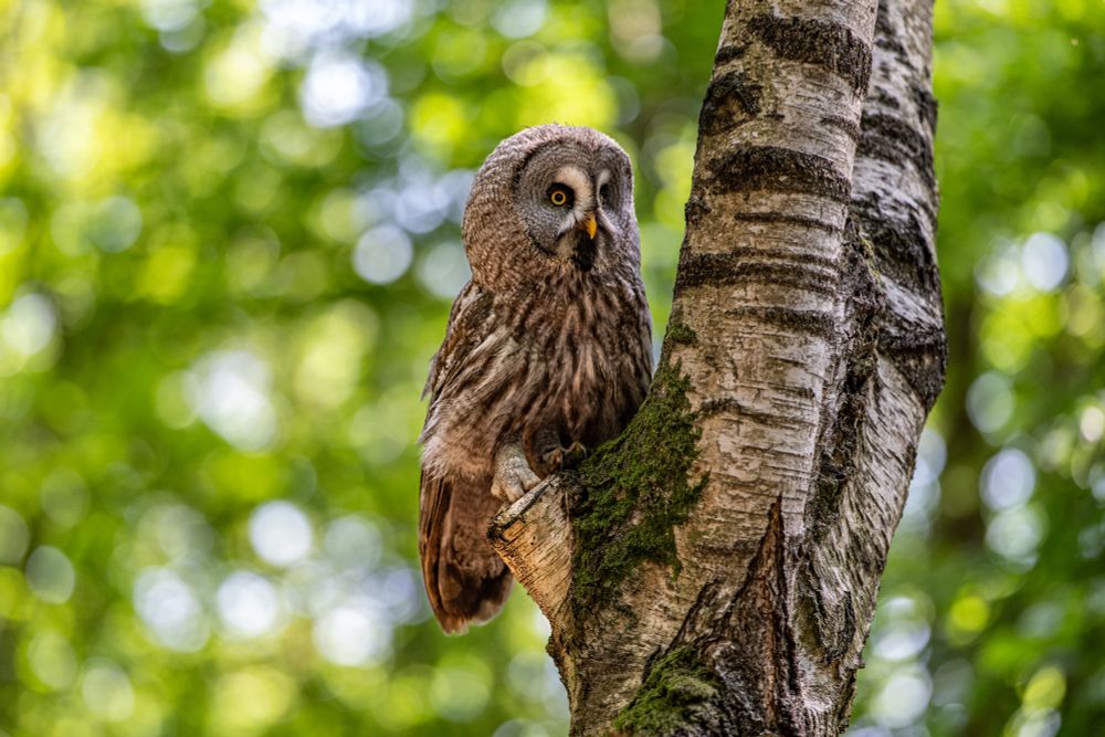 Walter the Great Grey Owl in the Woodland area