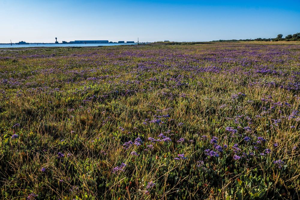 Sea Lavender on the saltmarshes near Calshot