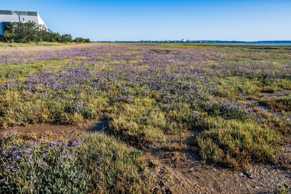 Sea Lavender on the saltmarshes near Calshot