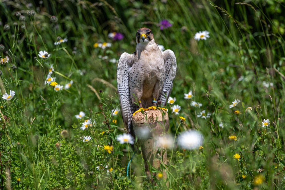 Chaucer, a Lanner Falcon, in Reg's meadow