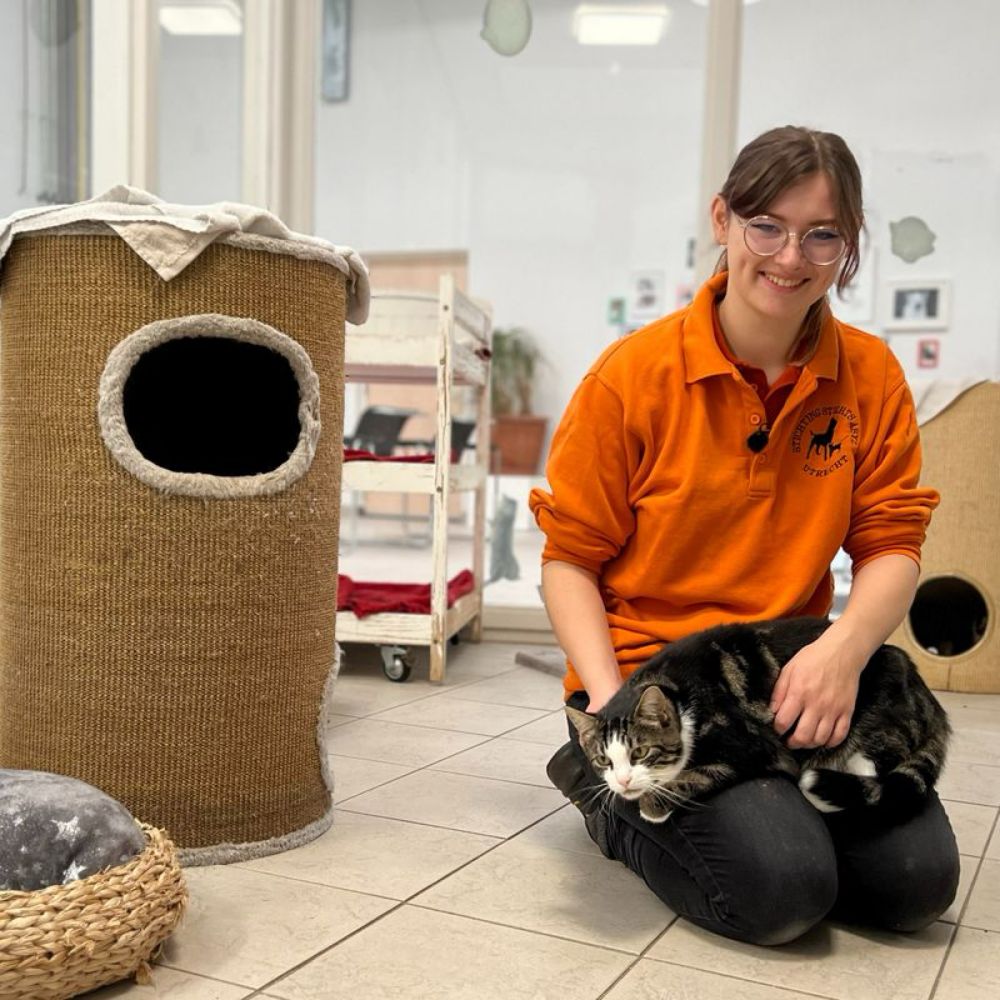 Geen plek meer: Utrechtse asiels sluiten deuren voor nieuwe katten