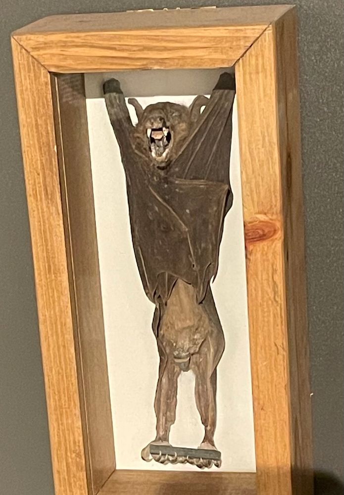 Nectar bat with its dick out in a specimen box 