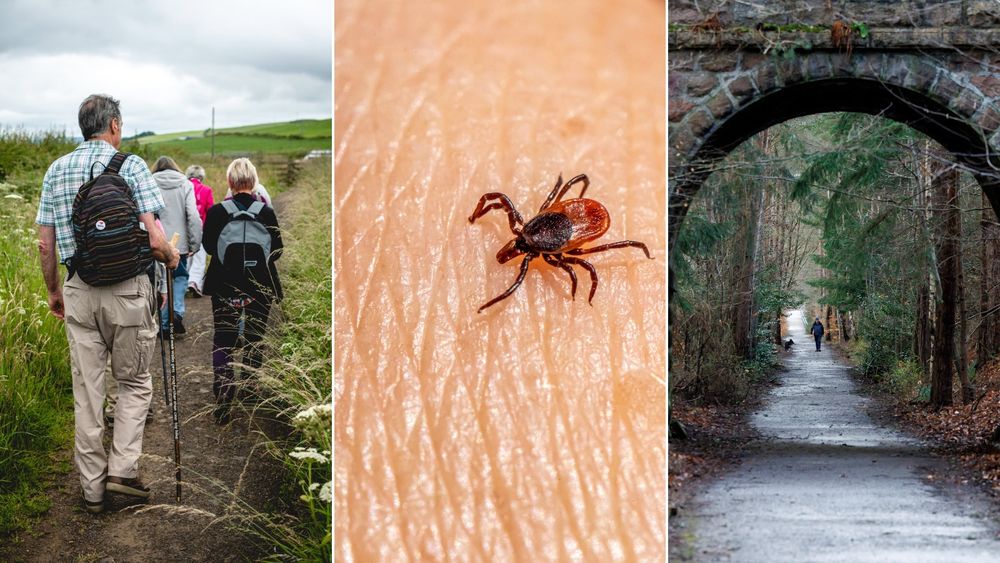 A montage of images showing from left: a group of people walking along a local path bordered by grass, middle - a tick on skin, and right, an individual and their dog walk along a long community path extending into the distance, between wooded slopes.