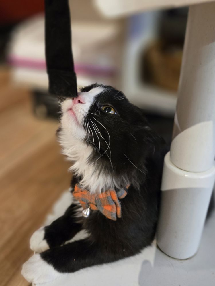 A fluffy black and white kitten reaches their nose up to sniff at a strap(?) hanging down.