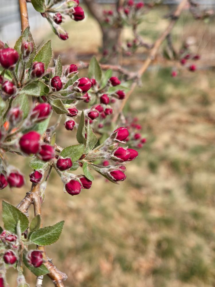 A photo of red crab apple flower buds.