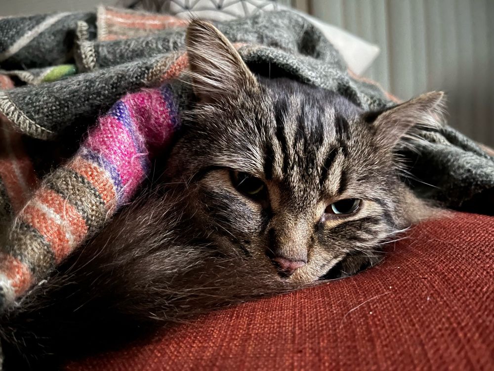 bruce the cat, a tabby, partially under a blanket