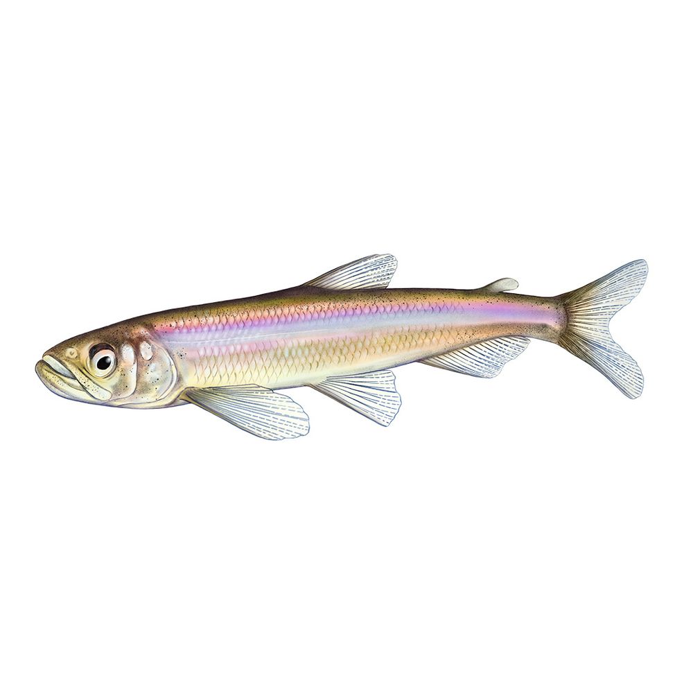 A colorful longfin smelt