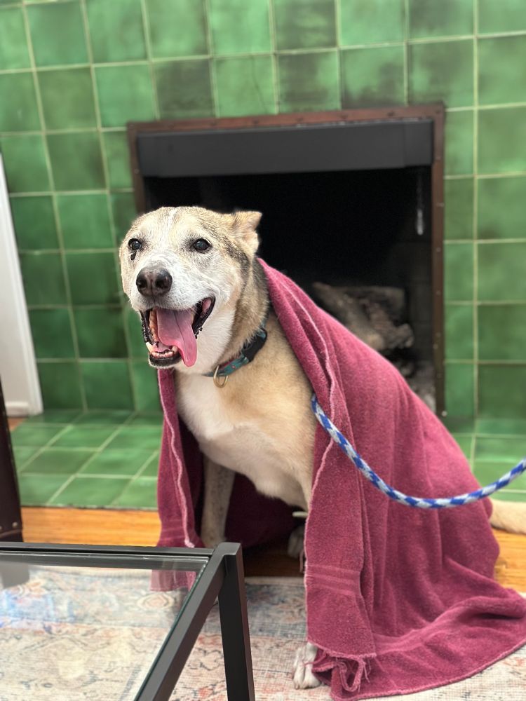 Very wet tan and white husky, ears back, tongue out, wearing a burgundy towel like a robe.