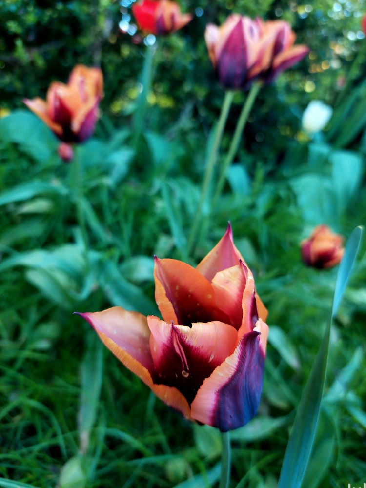 Closeup view of a coral peach tulip with dramatic dark purple center ribs on all the petals. There are out of focus tulips of the same variety in a bed of rich green foliage.
