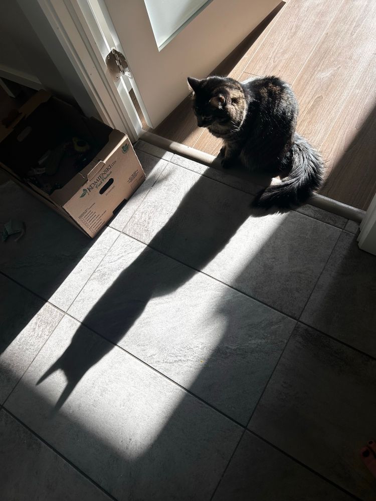 Kitten named Shadow sitting in a door frame with morning sun behind him. His long shadow is on the floor in front of him, his kitty ears very visible 