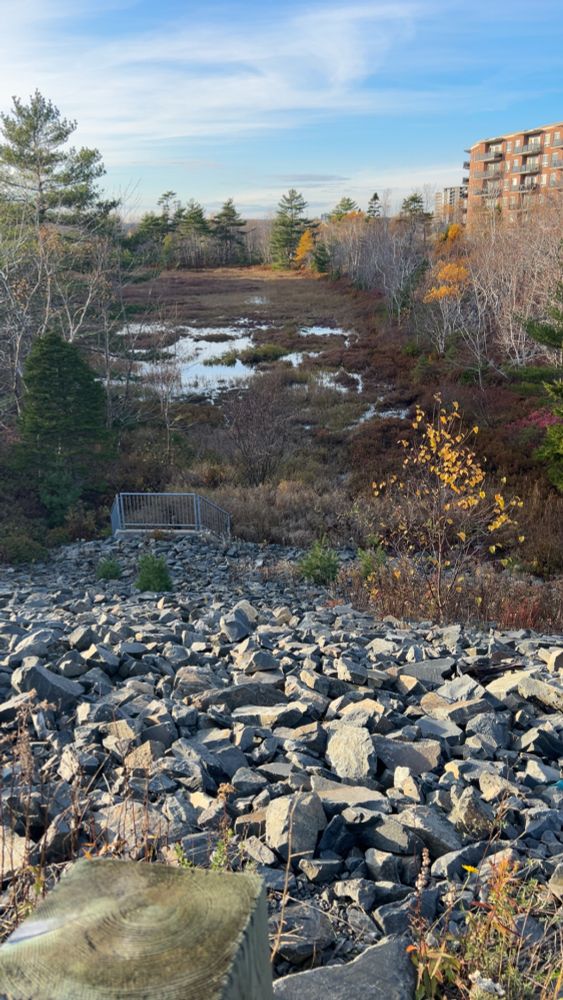 Tiniest bit of standing water in a boggy patch by trees, over an embankment 