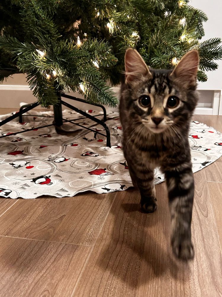 The bottom half of an artificial tree, a penguin patterned tree skirt in the background. A dark grey kitten in front of the tree, running toward the camera 