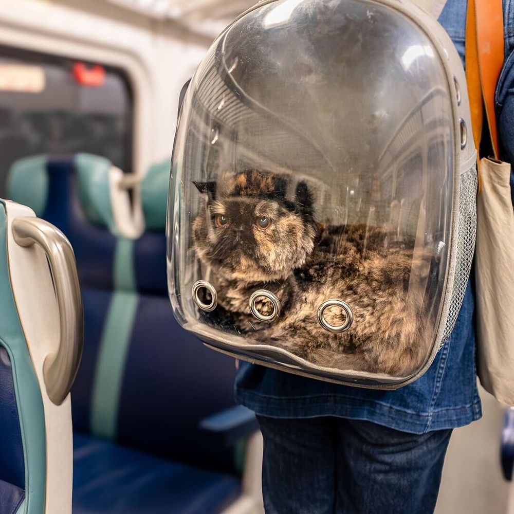 Image of cat in clear backpack, on the back of a railroad commuter