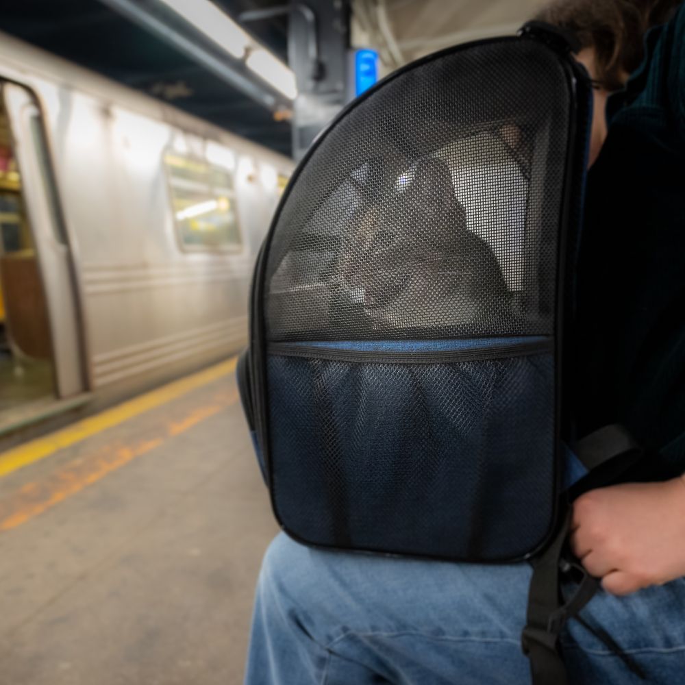 Image of cat in mesh backpack, on the lap of a subway commuter