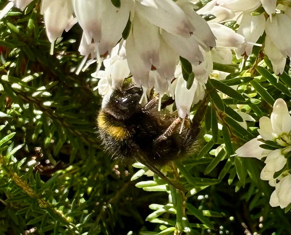 Hummel an einer Blüte.