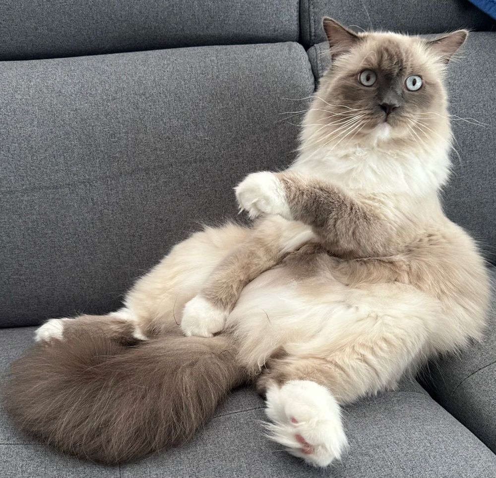 Birma-Kater sitzt auf seinem Popo und hat eine Pfote erhoben. Es sieht so aus, als deutet er auf jemanden.