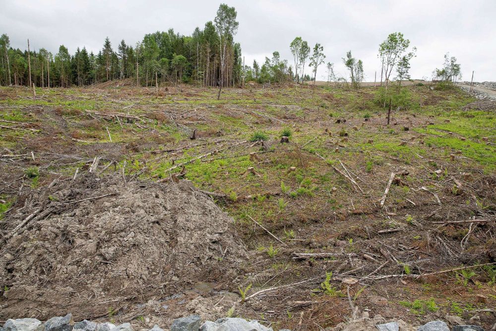 Bilde av et norsk hogstfelt med noe gjenværende skog i bakgrunnen.