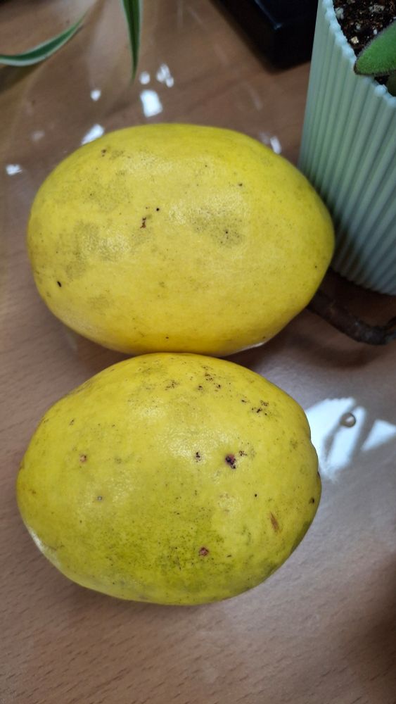 주먹보다 약간 더 큰 모과 두개가 테이블 위에 놓여있다. 노란색을 띠지만 아직 향은 약하다.