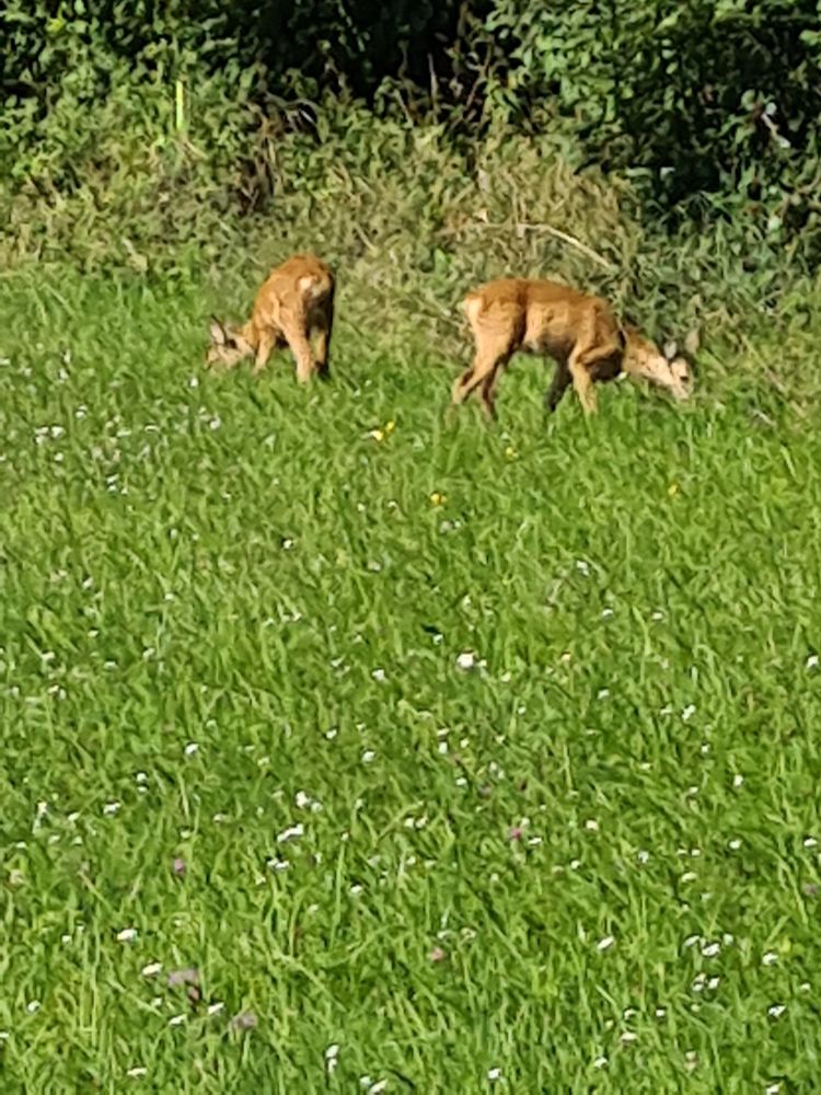 2Rehkitze in der grünen Wiese 
