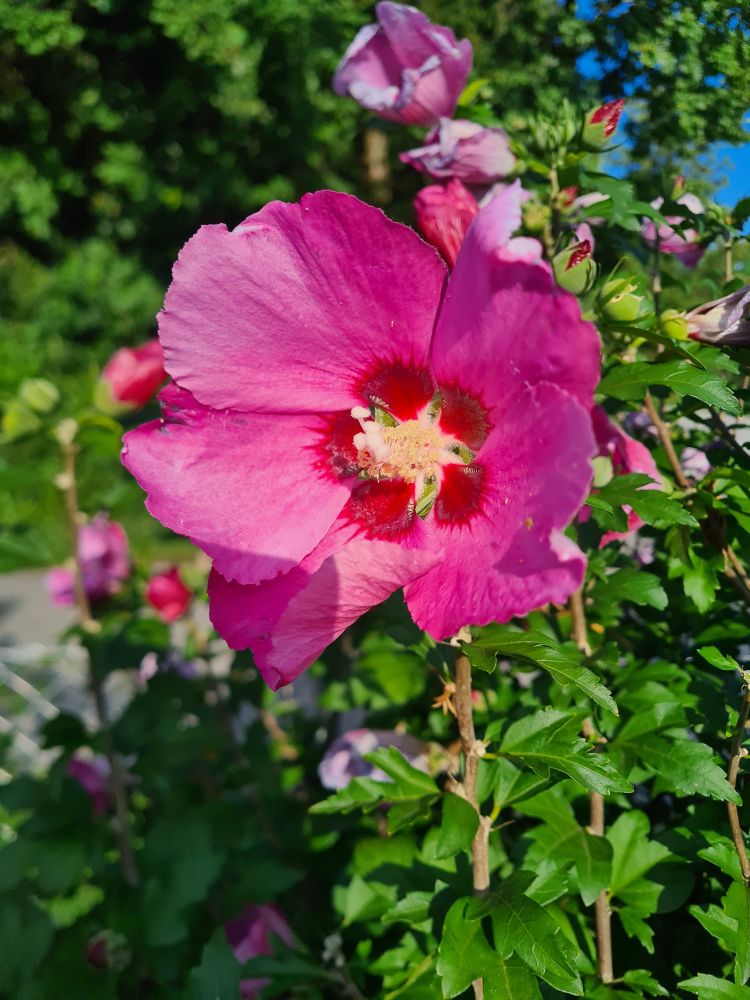 Rosarote Hibiskusblüte