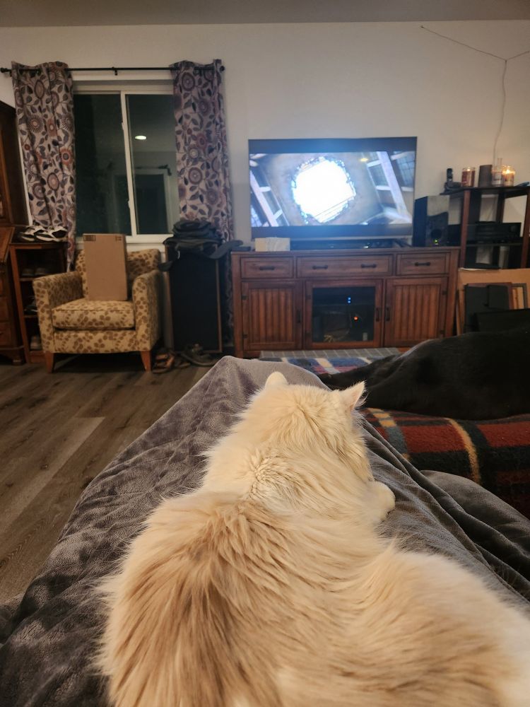 Louis the Cat on my lap. Heated blanket and the movie Divergent.