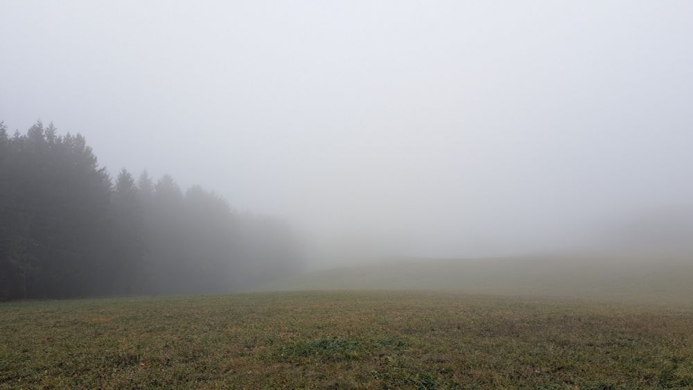 Dichter Nebel, im Vordergrund Wiese, links Wald. 