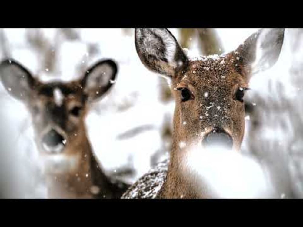 Around The King - Snow Sun