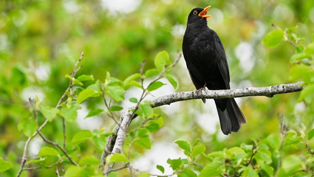 Rätsel um Vogelflug: Forscher widerlegen Energiesparmodell der Amsel