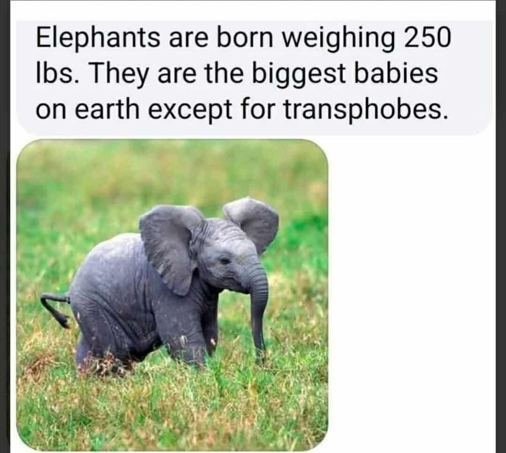 Elephants are born weighing 250lbs. They are the biggest babies on earth except for Transphobes. 