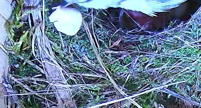 Mésange avec coquille vide dans le bec